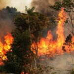 Kebakaran Hutan Amazon