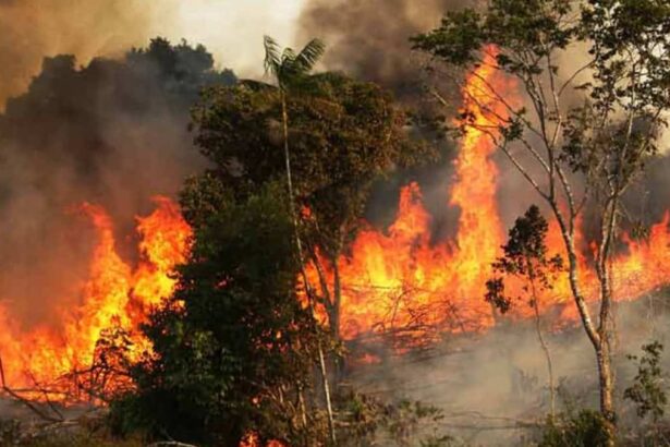 Kebakaran Hutan Amazon