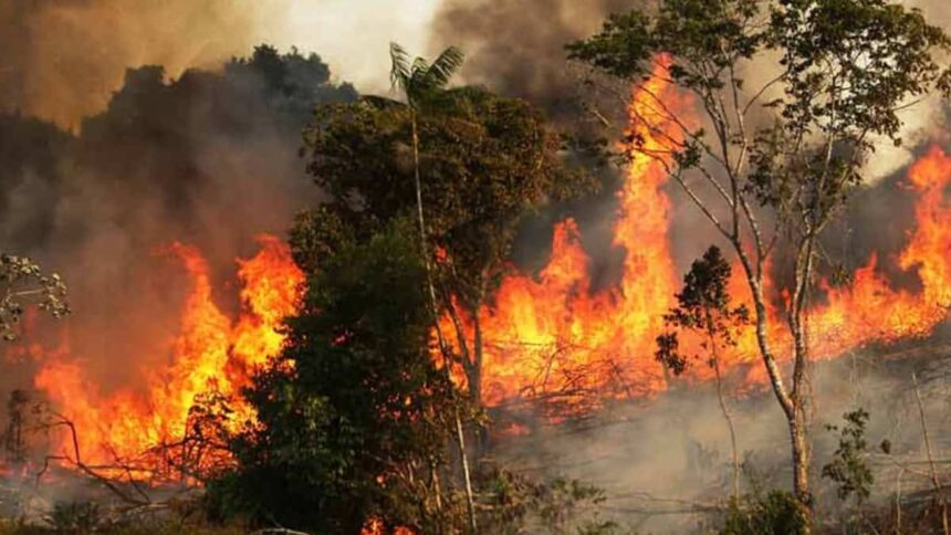 Kebakaran Hutan Amazon